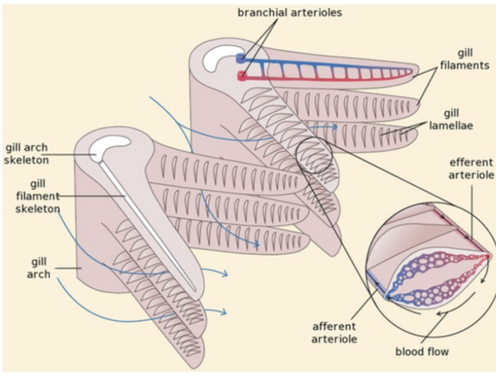 * Fish gills are stacks of gill filaments 
* each filament is covered with gill lamellae at right angles