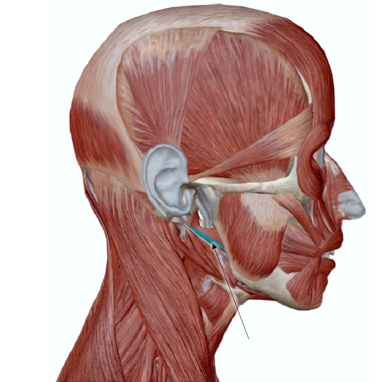 <p>Name the muscle</p>
