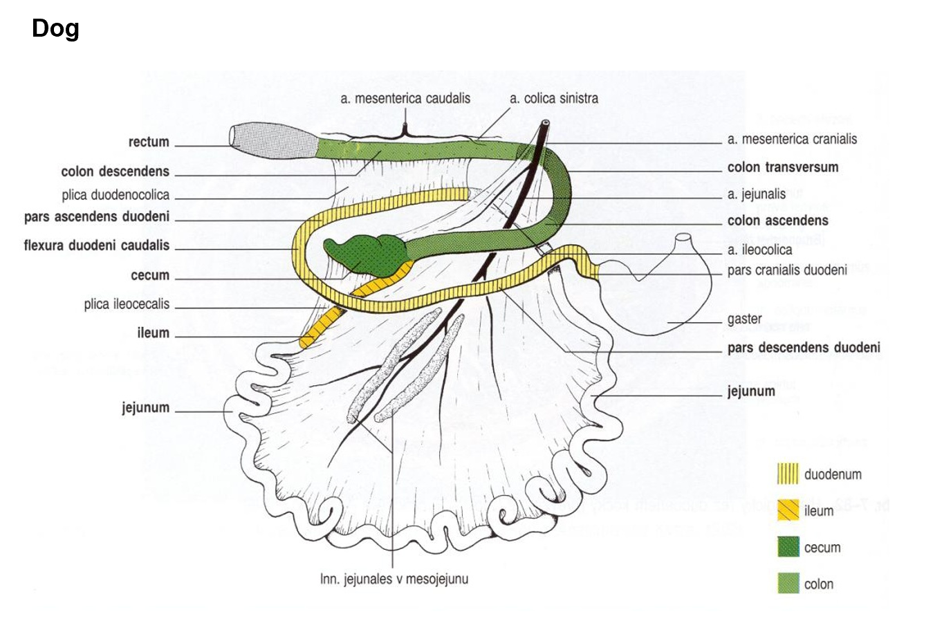 <ol><li><p>duodenum: <span>pars cranialis, from pars pylorica ventriculi. Forming flexura duodeni cranialis, pars descendens, running causally, forming flexura duodeni caudalis., pars ascendens, running cranially and forms the flexura duodenojejunalis which is ventrally to jejunum.</span></p></li><li><p><span>jejunum: continuing from flexura duodenujejunalis, </span></p></li><li><p><span>ileu</span></p></li><li><p><span><strong>cecum</strong> (right half of cavity)</span></p></li><li><p><span><strong>colon ascendens </strong>(shortest part, right on roof of cavitas abdominalis)</span></p></li><li><p><span><strong>colon transversum</strong> (turning left)</span></p></li><li><p><span><strong>colon descendens</strong> (caudally on roof of left half of cavity)</span></p></li><li><p><strong>rectum + canalis analis short </strong>→ amupulla recti is formed. </p><ul><li><p><strong>Zona cutanea contains gll. circumanales in ca. </strong></p></li><li><p><strong>sinus paranales with gll. sinus paranalis</strong> - in bw. the m. spinchter ani internus et externus (for scent marking)</p></li></ul></li></ol><p></p>