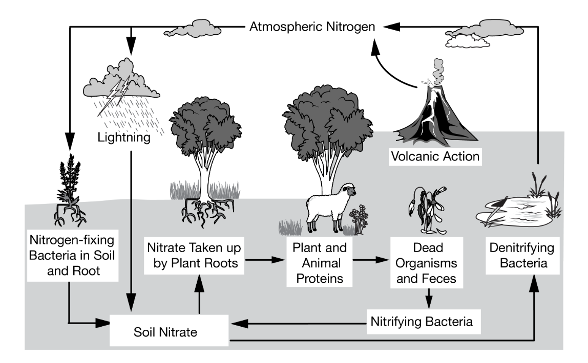 <p>Which of the following pathways indicate how nitrogen is added to the largest nitrogen reservoir?</p><p><strong>A</strong></p><p class="choice_paragraph">Nitrifying bacteria and lightning</p><p><strong>B</strong></p><p class="choice_paragraph">Decomposing plant and animal material</p><p><strong>C</strong></p><p class="choice_paragraph">Denitrifying bacteria and volcanic activity</p><p><strong>D</strong></p><p class="choice_paragraph">Nitrates taken up by plant roots</p>