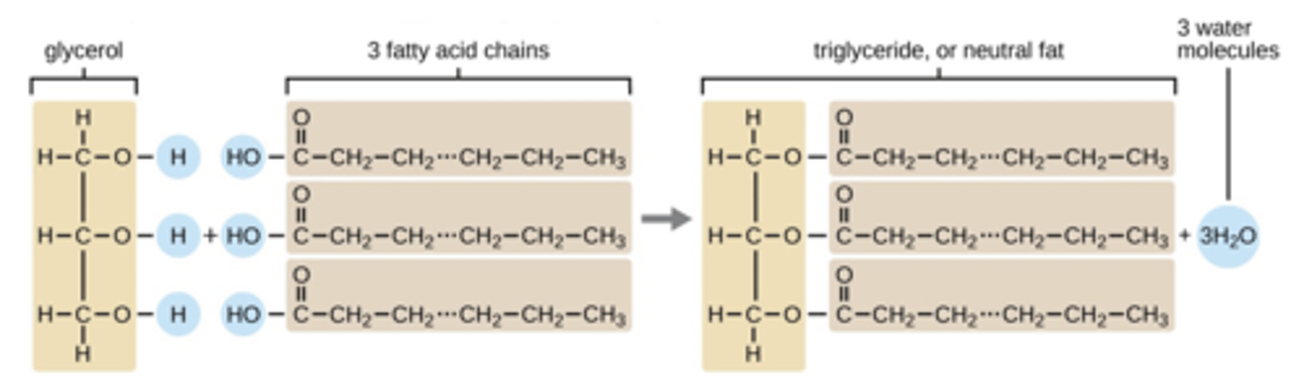 <p>propane-1,2,3-triol (glycerol) and "fatty acids"</p>