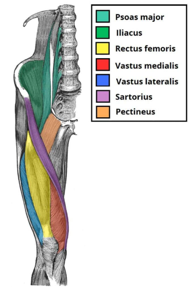 <p>flexion and extension of knee, flexion and rotation/adduction of hip</p>