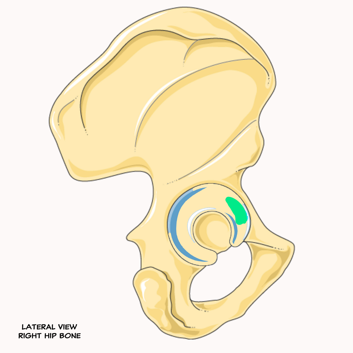 <p>Name the highlighted feature of the pelvis</p>