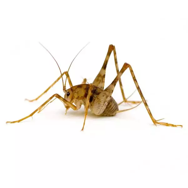 <p>Order, Family, Common Name</p>