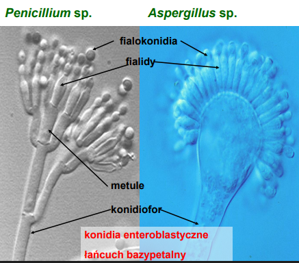 <p>-należy do Ascomycota (anamorficznych)<br>-fialidy - komórki konidiotwórcze (znajdują się na metulach)</p><p>-np. <em>Penicillium </em> sp., <em>Aspergillus</em> sp.</p>