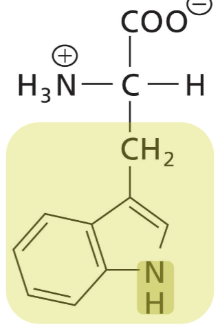 <p>Aromatic R (strongly absorbs UV light), heterocyclic, hydrophobic and bulky R, hydrophobic interactions (acts as H-donor in H-bonds)</p>