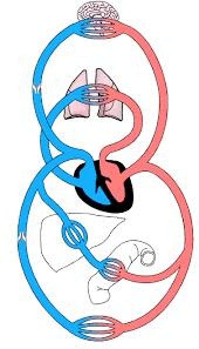<p>First to recognize and describe full circulation of the blood in the human body</p>