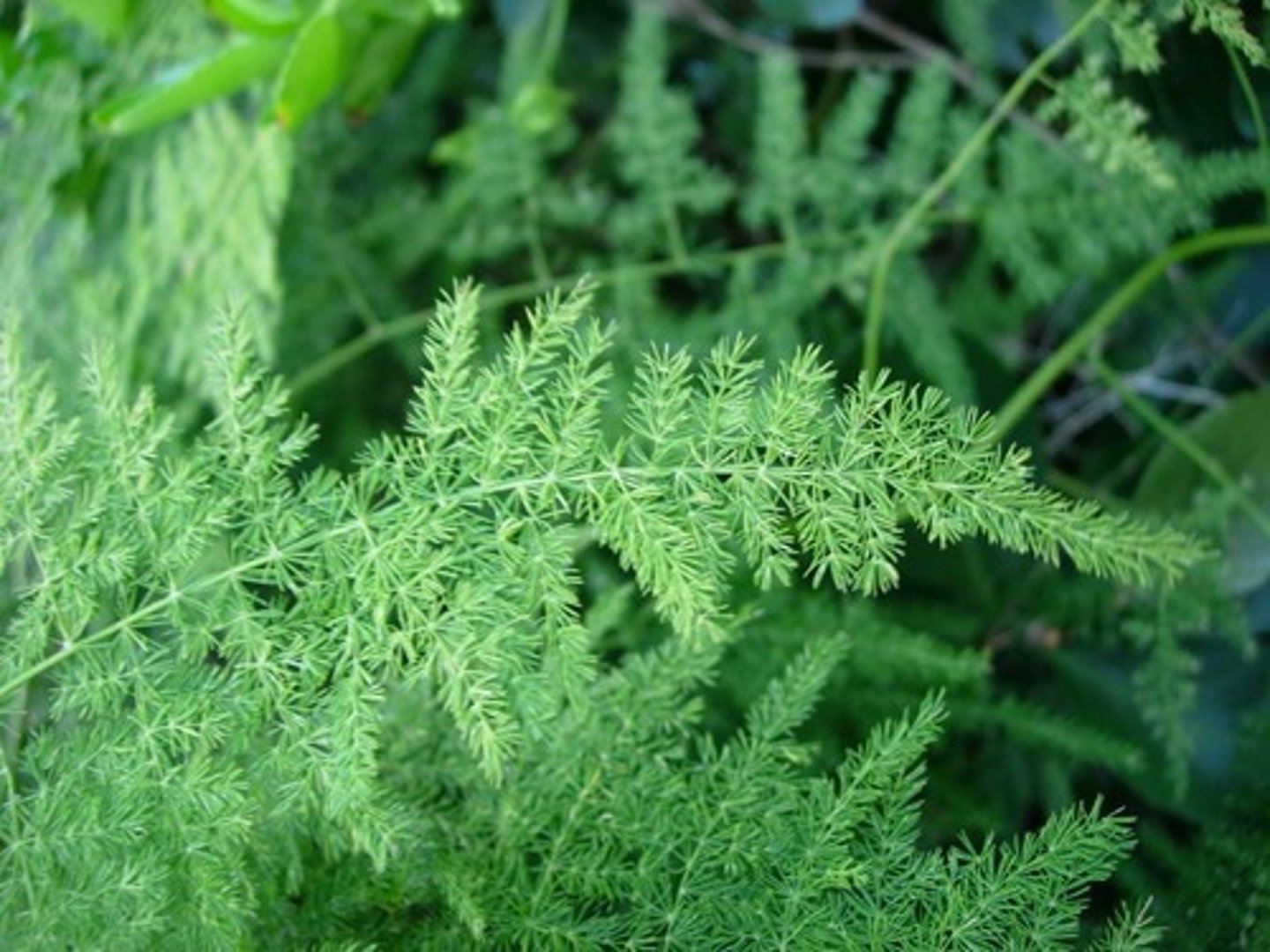 <p>Plumosa; Filler</p>