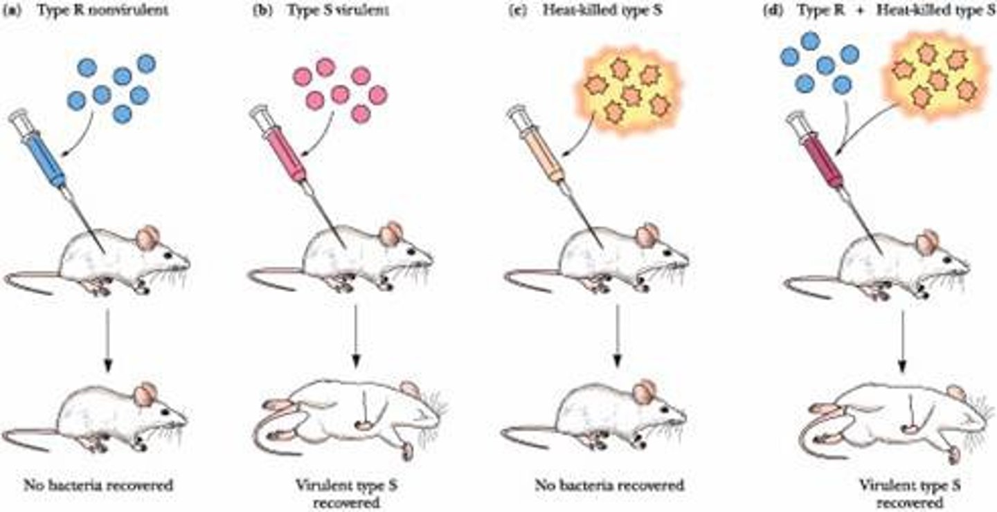 <p>Discovered transformation during an experiment that involved injecting mice with smooth S cells, rough R cells, heat-killed S cells, and heat-killed S cells with living R cells.</p>