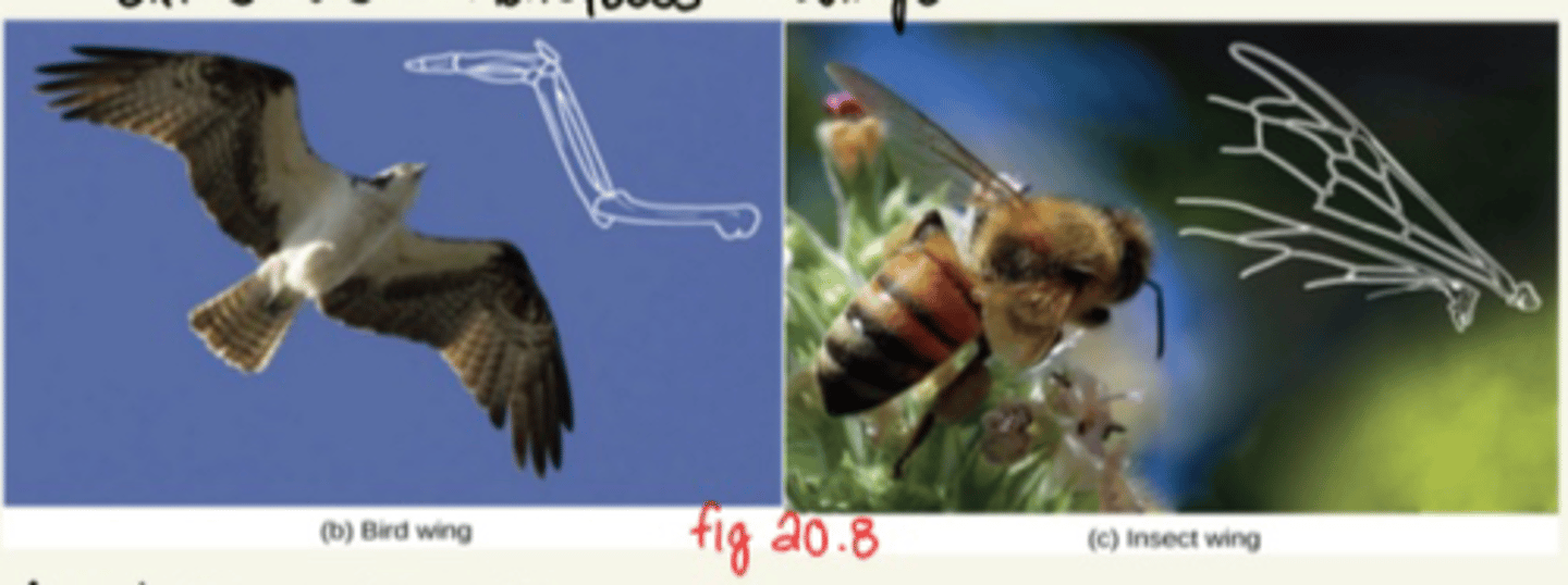 <p>- Birds and Honeybees do not share a common ancestor with the same wing structure</p><p>- Bird wings are different from insect wings</p>