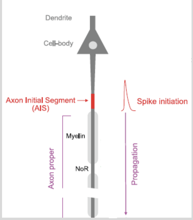 <ul><li><p>site at which AP is initiated</p></li><li><p>between soma and first myelinated segment</p></li><li><p>has a lower threshold for excitation→ certain types of VG channels</p></li></ul><p></p>