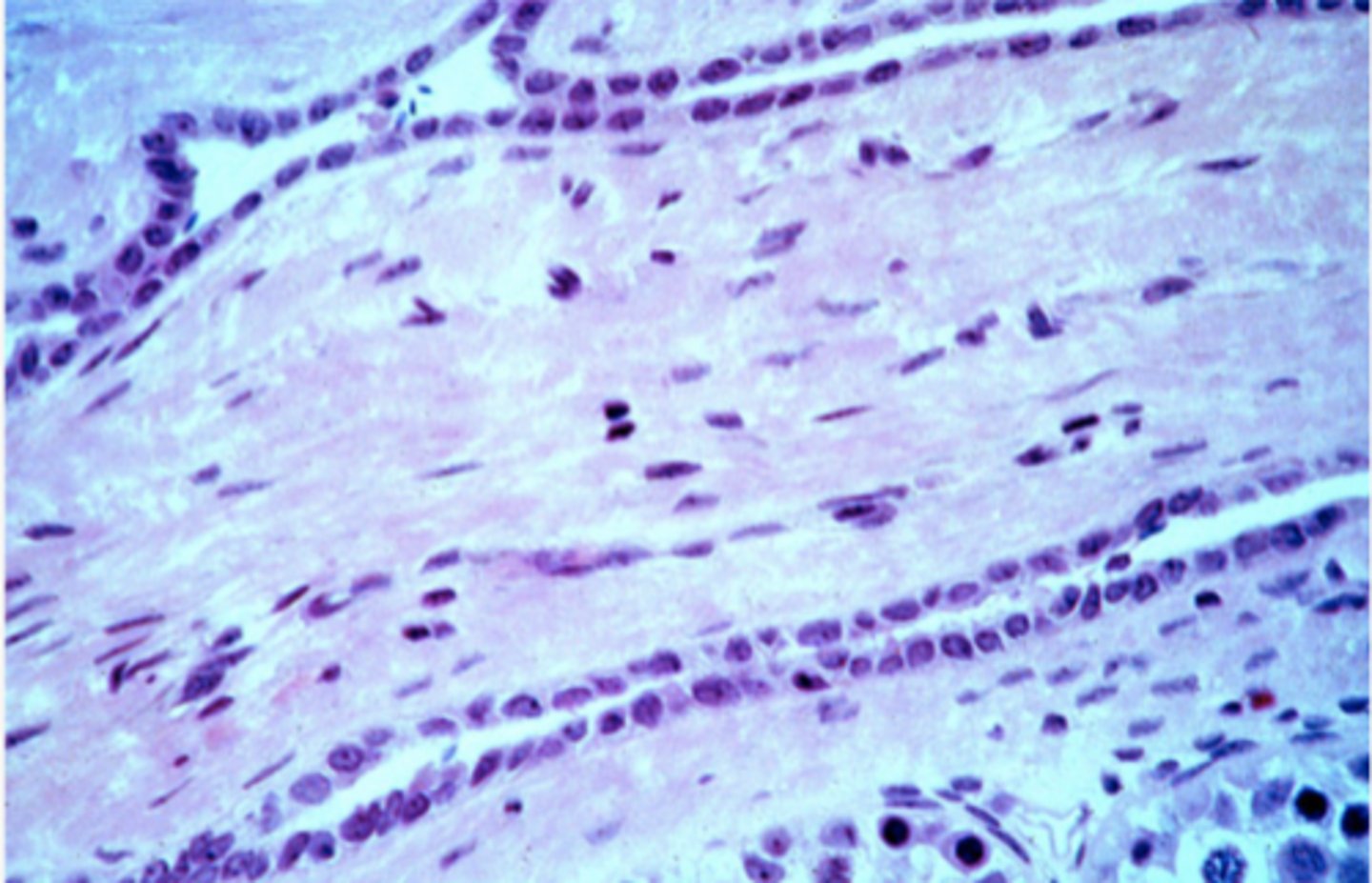 <p>Identify the type of epithelia</p>