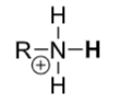 <p>Protonated amines</p>