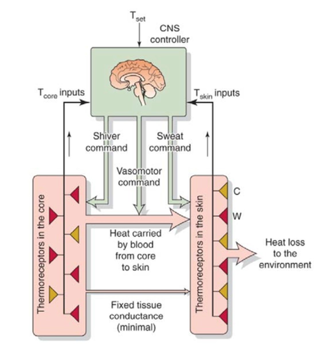 <p>the maintenance or regulation of temperature</p>