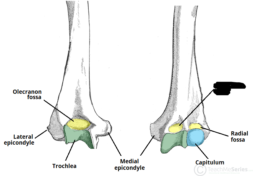 <p>coronoid fossa</p>