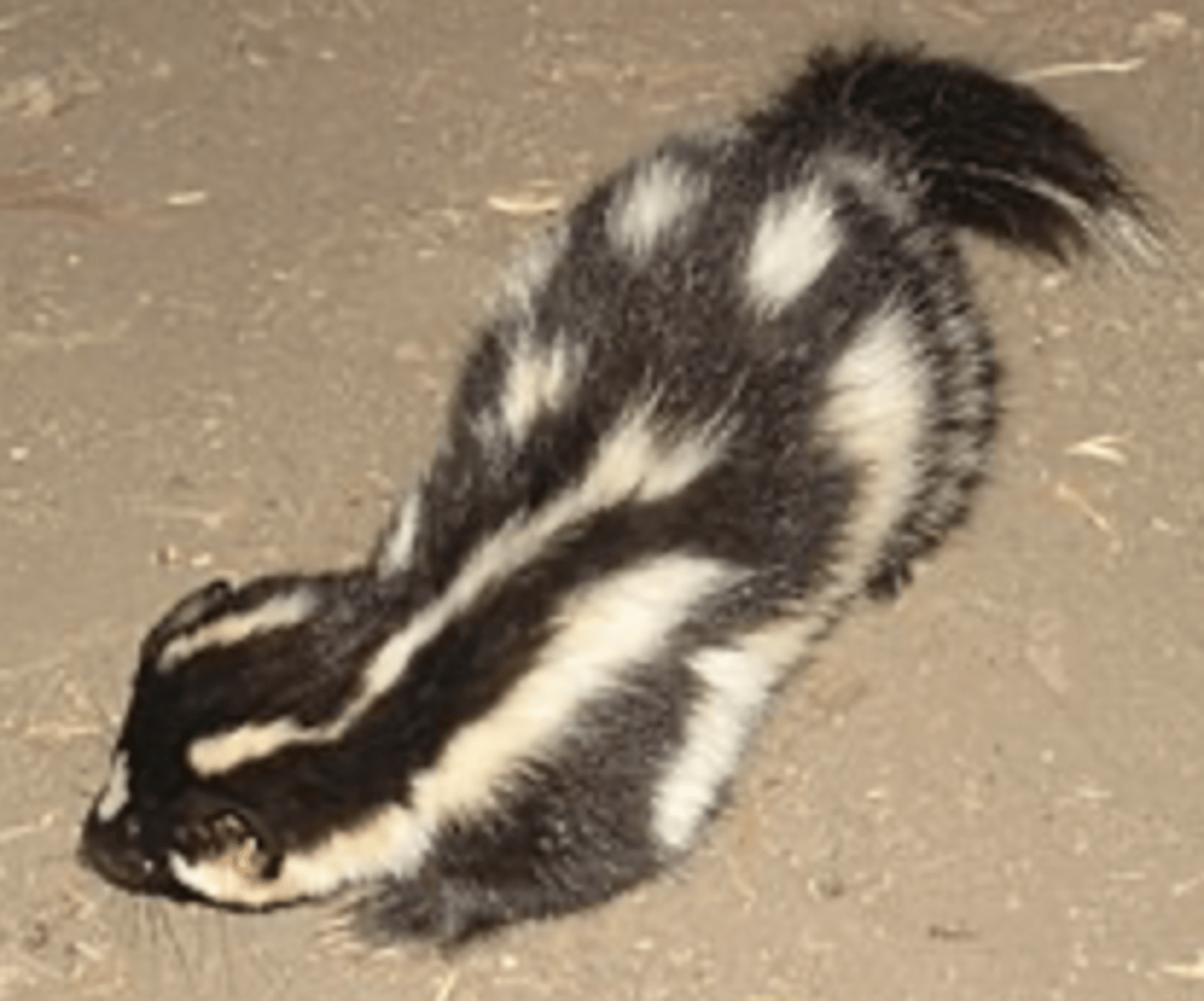 <p>Name, habitat, range</p>