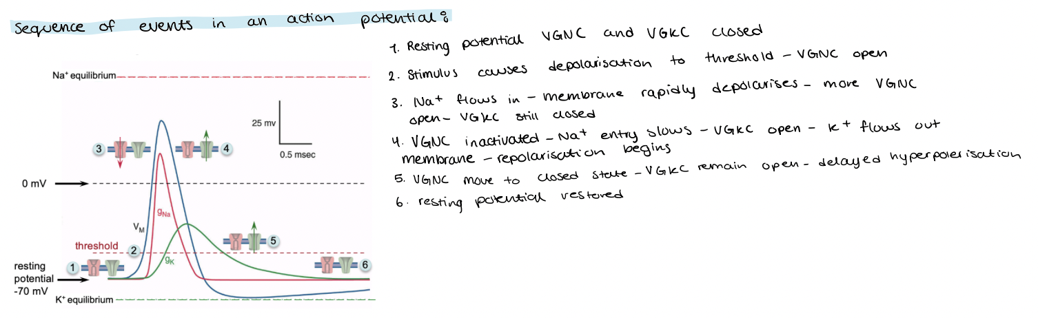 <ul><li><p>at threshold(-55), Na+ channels open quickly causing Na+ influx </p></li><li><p>at 0, the Na+ ions rush into the cell so the inside becomes more positive, depolarising the cell membrane. (increasing voltage causes more Na+ ion channels to open)</p></li><li><p>this positive feedback continues untill all the Na+ channels open (till 30)</p></li><li><p>As the AP nears the peak, Na+ channels close and K+ channels open</p></li><li><p>K+ ions rush out of the cell and voltage goes back to resting value, this is repolarisation(switch places)</p></li><li><p>K+ gates are slow to close so K+ continues to leave causing negative overshooting, hyperpolarisation</p></li></ul><p></p>