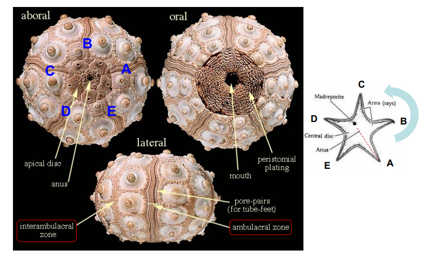 <ul><li><p>Ambulacral A = opposite to Madreporite </p></li><li><p>top - aboral → opposite to mouth</p></li></ul><p></p>