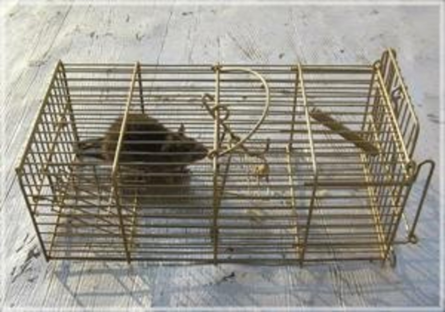 <p>What is the scientific name of the house mouse?</p>