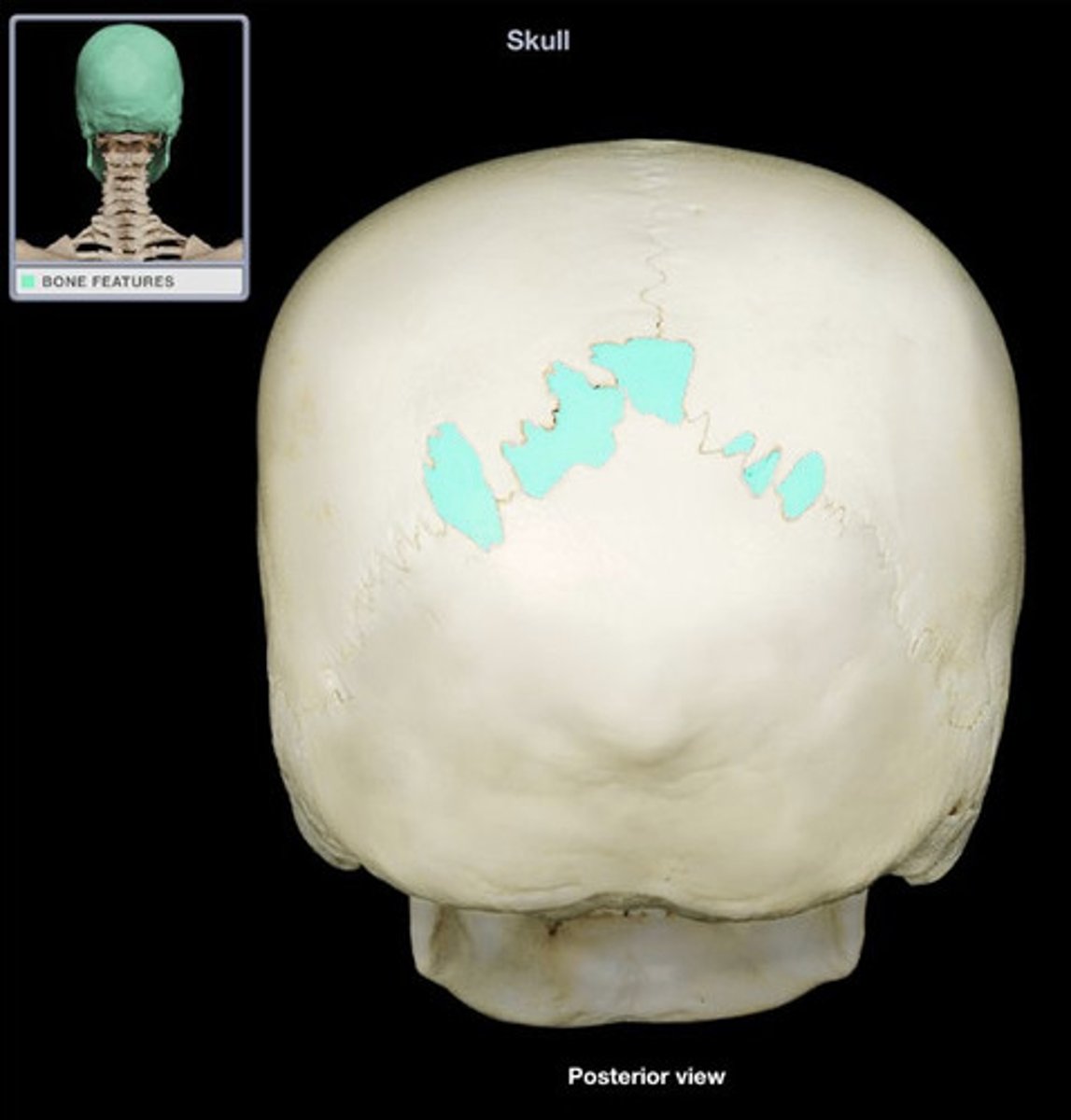 <p>(Suteral Bones)</p>