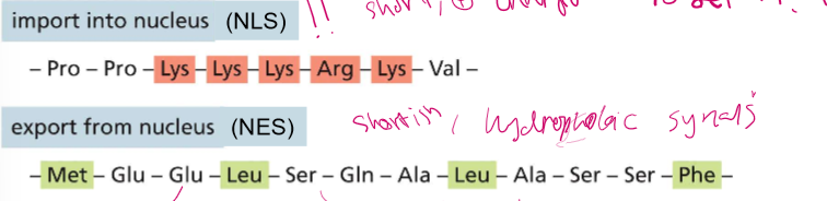<ul><li><p>Shortish, hydrophobic sequences 2, 3, and 3 random amino acids apart.</p><ul><li><p>Met, X,X, Leu, X,X,X, Leu, X, X, X, Phe (MXXLXXXLXXXF) </p></li></ul></li></ul><p></p>