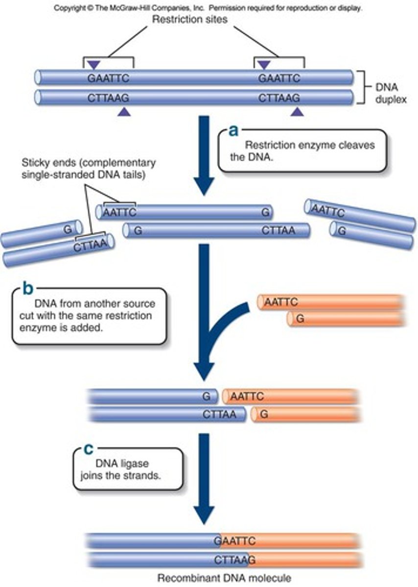 <p>- restriction enzymes cleave DNA at a specific sequence</p>