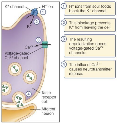 <ol><li><p>H+ ions from sour foods block the K+ channels</p></li><li><p>This blockage prevents K+ from leaving the cell</p></li><li><p>The resulting depolarization opens voltage-gated Ca2+ channels</p></li><li><p>Influx of Ca2+ causes neurotransmitter release</p></li></ol><p></p>