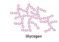 <p>It is a polysacchardies and it main storage form of glucose in animals and it provides quick energy when needed.</p><p>It’s main structure is categorized as being highly branched polymer due to its type of glucose monomer, which influenced on the polymer structure and therefore its function.</p>