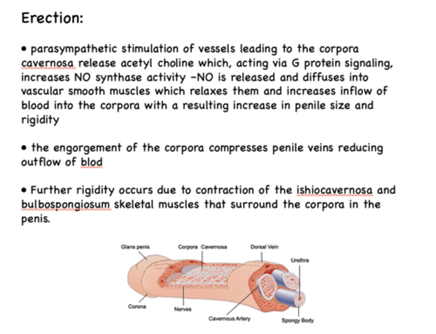 <p>erection</p>
