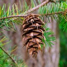 This is a male or female cone?
