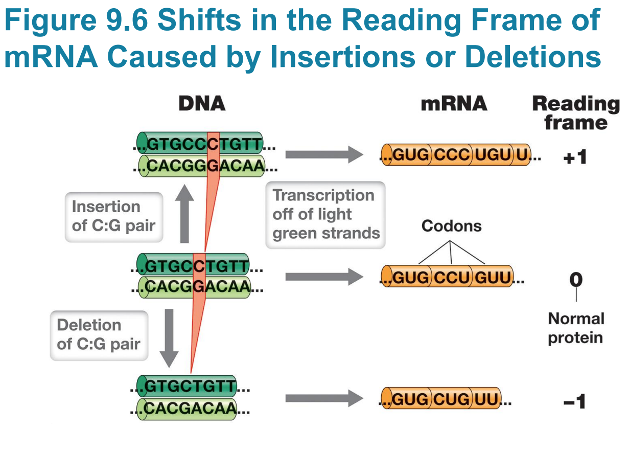 <p>– Frameshift mutations: single base pair deletions or insertions that result in a shift in the reading frame</p><p> <span data-name="black_small_square" data-type="emoji">▪</span> Scrambles entire polypeptide sequence downstream </p><p><span data-name="black_small_square" data-type="emoji">▪</span> Insertion or deletion of two base pairs also causes frameshift</p><p> <span data-name="black_small_square" data-type="emoji">▪</span> Insertion/deletion of three base pairs adds/deletes a codon/an amino acid, which usually is not as bad</p>