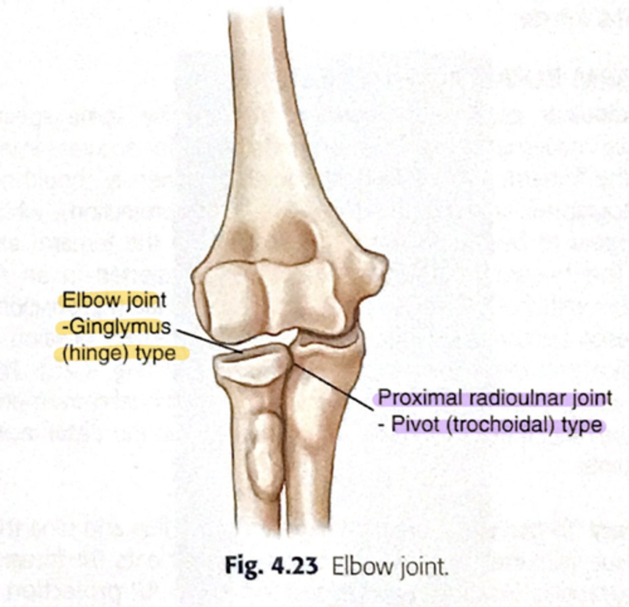 <p>Pivot joint.</p>