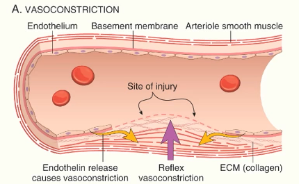 <ul><li><p>mediated by reflex neurogenic mechanisms and release of endothelin from endothelial cells</p></li><li><p>minimises blood loss</p></li><li><p>maximises interactions between platelets, clotting factors vessel wall</p></li></ul><p></p>