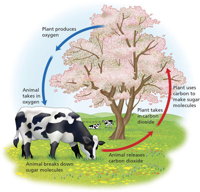 <p>Process that releases energy by breaking down glucose and releasing CO2 into atmosphere</p>