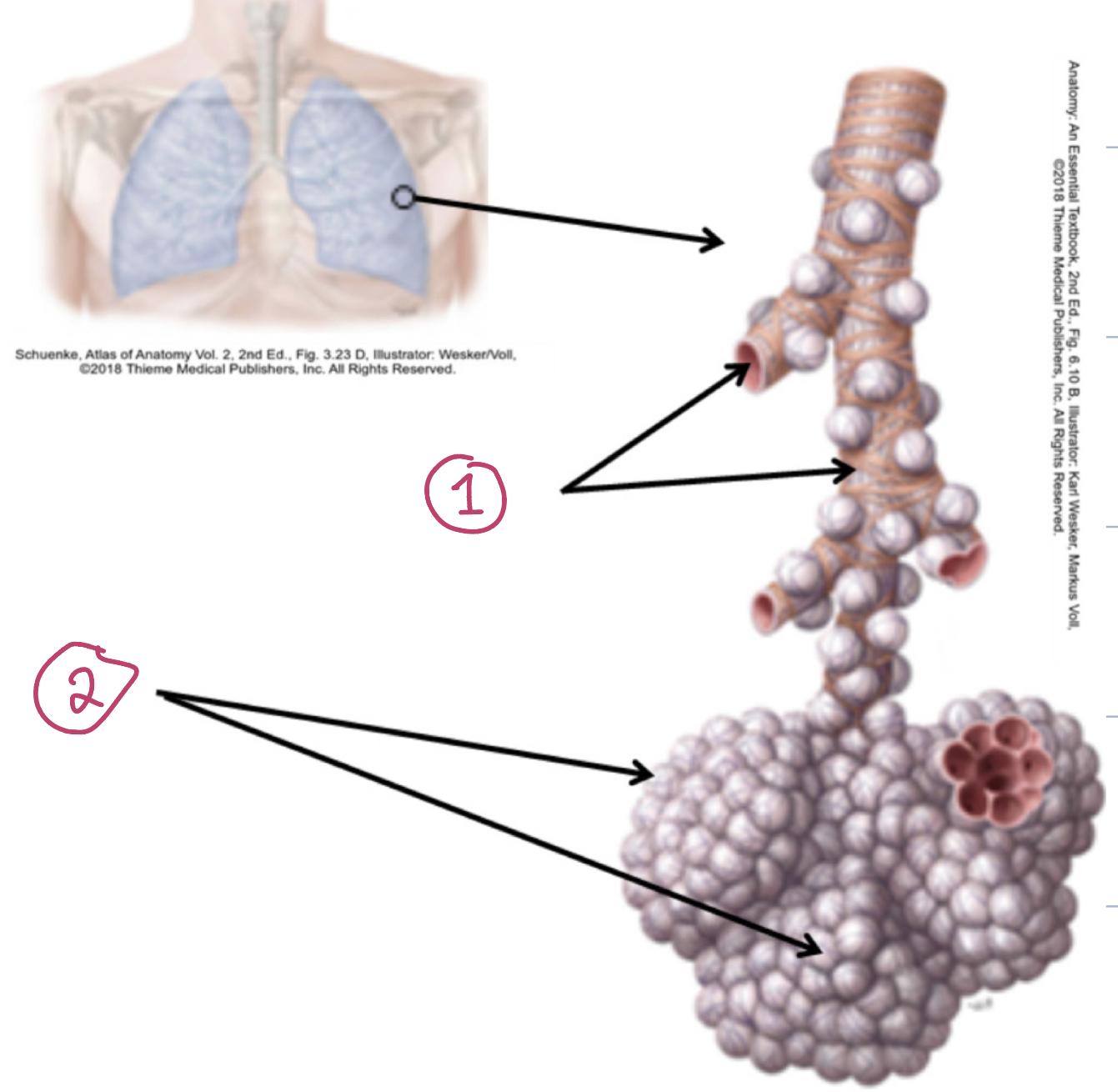 term image