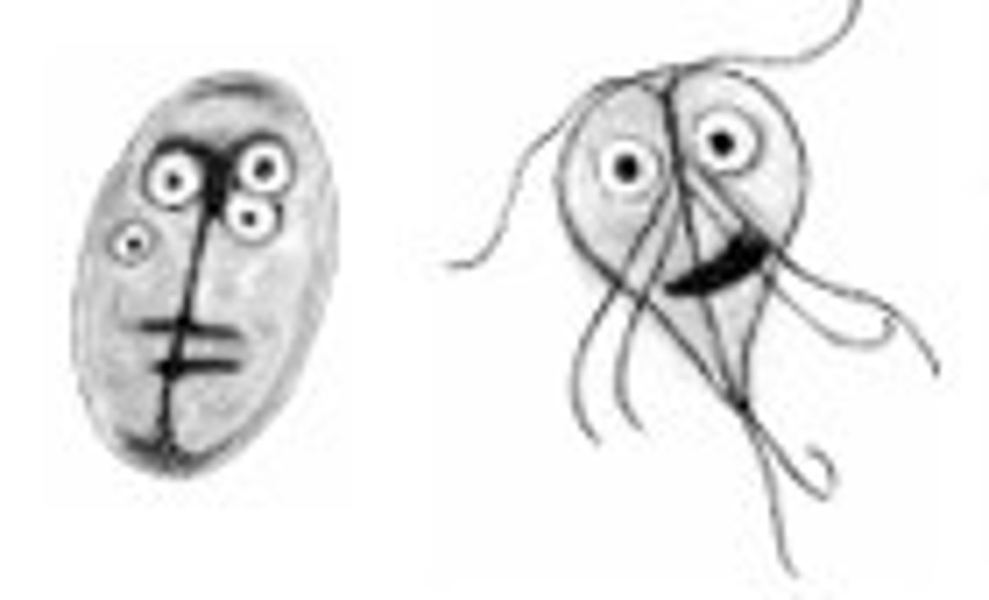 <p>Identify the parasite</p>