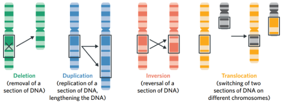 <ul><li><p><span style="font-family: Nunito, sans-serif">Involves changes to l<mark data-color="blue" style="background-color: blue; color: inherit">arger sections of DNA</mark>, potentially causing <mark data-color="blue" style="background-color: blue; color: inherit">significant changes</mark> to DNA sequence of the organism</span></p></li><li><p><span style="font-family: Nunito, sans-serif">Involves the alteration of the structure of a chromosome by <mark data-color="blue" style="background-color: blue; color: inherit">deleting, duplicating, inverting or translocating a cluster of nucleotides</mark></span></p><ul><li><p><span style="font-family: Nunito, sans-serif">May involve multiple genes</span></p></li></ul></li><li><p><span style="font-family: Nunito, sans-serif">Occur during the process of <mark data-color="blue" style="background-color: blue; color: inherit">meiosis</mark></span></p></li></ul><p></p>