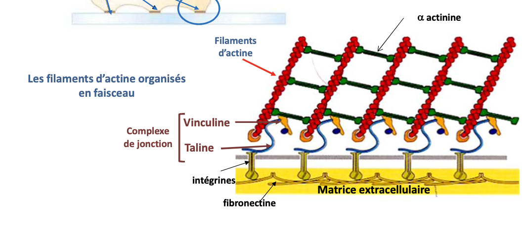 <p></p><ul><li><p><strong>Type :</strong> Protéine accessoire</p></li><li><p><strong>Filament :</strong> Microfilaments d’actine</p></li><li><p><strong>Fonction :</strong> Lie et organise les filaments d’actine en faisceaux larges</p></li></ul><p></p>