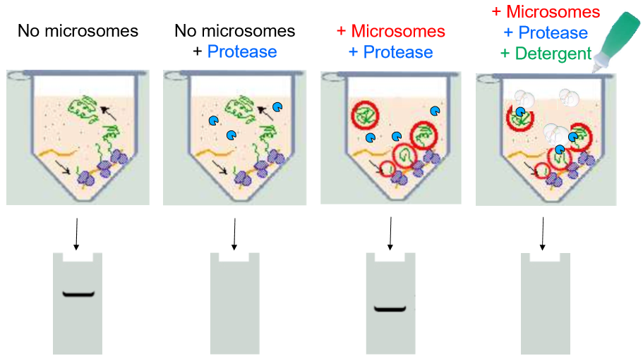 <p>Overall: this is monitoring the translation of a suspected ER protein</p><ul><li><p>A: No microsomes are added</p><ul><li><p>the ribosomes simply create free-floating proteins. Controls for ribosome, mRNA, and protein-folding functionality</p></li><li><p>They show up in the gel plate as longer sequences (closer to the electrode)</p></li></ul></li><li><p>B: No microsomes, yes proteases</p><ul><li><p>All the proteins are degraded</p></li><li><p>no proteins in the gel</p></li></ul></li><li><p>C: Microsomes and Proteases</p><ul><li><p>The proteins appear to be synthesized in the ER rather than in the free floating juices. Proteases cannot degrade them. </p></li><li><p>Proteins in gel are shorter and still present, showing a signal that locates the proteins is cleaved but proteins are maintained</p></li></ul></li><li><p>D: Microsomes, protease, and detergent</p><ul><li><p>Detergent disrupts microsomes</p></li><li><p>Proteases enter and destroy proteins</p></li><li><p>No proteins in gel, proves that proteins were inside ER lumen. Also insures that it wasn’t some inhibition of the proteases caused by the presence of the microsomes</p></li></ul></li></ul><p>Conclusions: </p><ul><li><p>Secretory proteins are translocated into the ER lumen</p></li><li><p>in the process, they lose the N-terminus signal region of their sequence</p></li></ul><p></p>