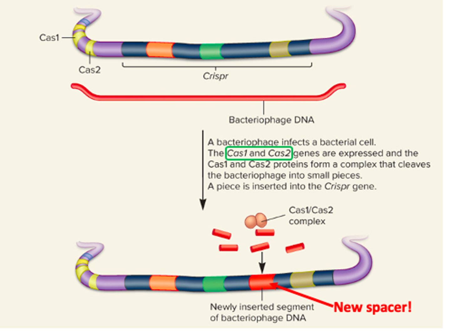 <p>CRISPR array is assembled on bacterial chromosome by the insertion of phage sequences (spacers) and a CRISPR-specific repeated sequence</p>