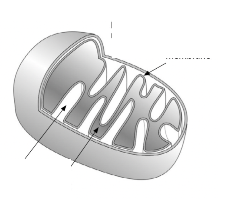 <p>Label the part of the mitochondrion from the top</p>
