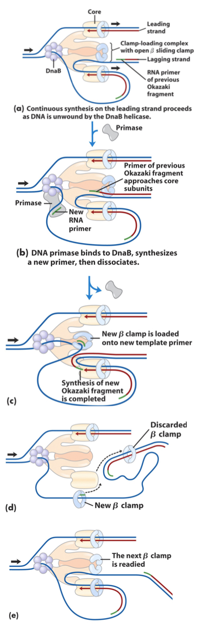 <p>Initiation</p><ul><li><p>proteins bind to DNA and open up the double helix</p></li><li><p>Prep of DNA for complementary pairing takes place</p></li><li><p>At least 9 protein cooperate in this step</p></li><li><p>Helicase denaturing</p></li><li><p>SSB (single stranded DNA binding proteins) prevent renaturalisation</p></li><li><p>Primer synthesized by primase</p></li></ul><p>Elongation</p><ul><li><p>2 catalytic cores ( made up of 2 beta subunits) carry out replication</p></li><li><p>Dna unwound by helicase, topoisomerases relieve the strand from supercoling</p></li><li><p>For okazaki segments: new primer added new beta clamp being added to primer spot and then moves along starnd synthesizing DNA</p></li><li><p>Then DNA polymerase I removes primer to replace it with DNA thru its exonuclease and polymerase activity…</p></li><li><p>the remaing nick is sealed byDNA ligase</p></li></ul><p>Termination</p><ul><li><p>replication forks encounter eachother where Ter sequences find each other functioning as binding sites for protein called Tus (terminus utilization substance).</p></li></ul><p></p>