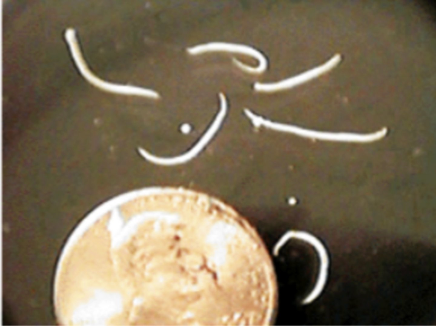 <p>ancylostoma canium</p>