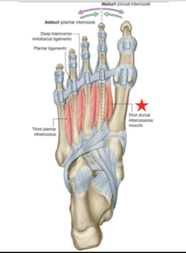 <p>Dorsal interossei</p>