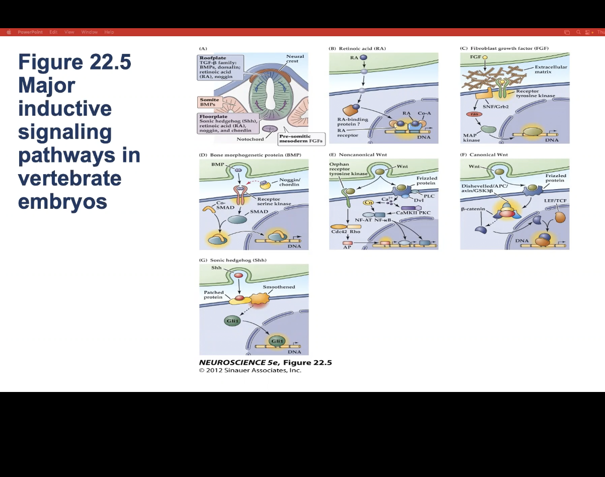 <p>How do do all major inductive signaling pathways induce neuronal precursor cells to differentiate? </p>