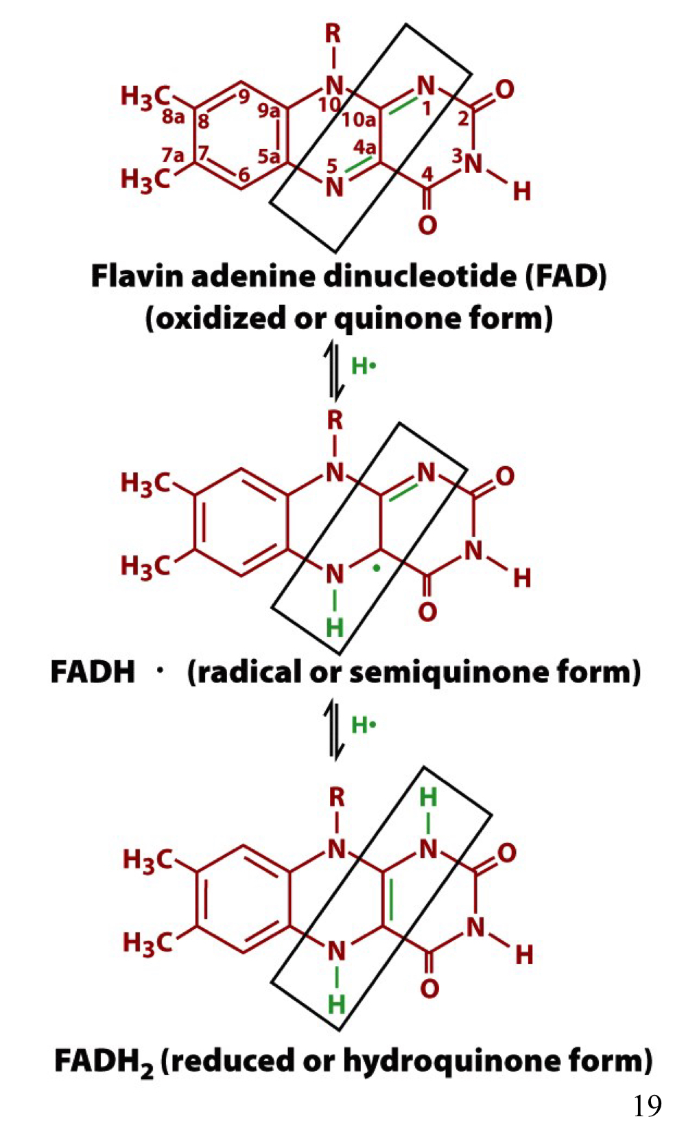 2 e- transfers can also occur (bypass semiquinone)