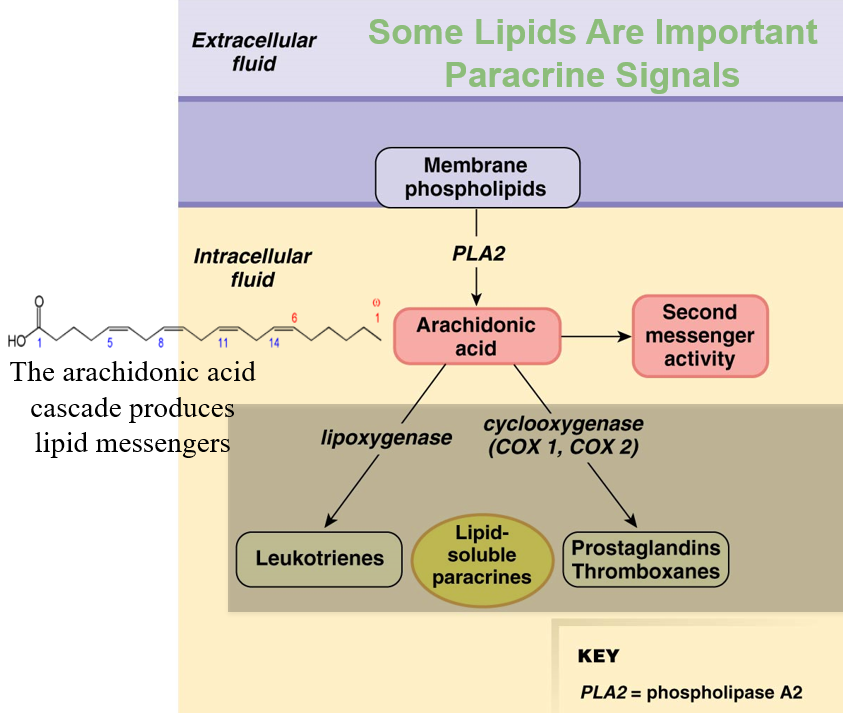 <p><strong>phospholipase 2</strong>: cuts off 2nd fatty acid to make <strong>arachidonic acid </strong>(2nd messenger)</p>