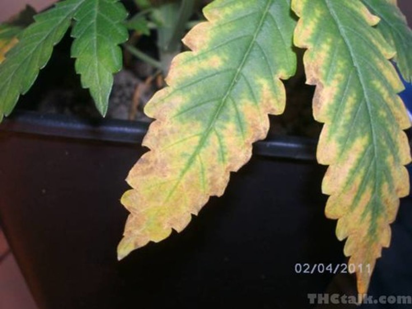 <p>central element in the light absorbing head of chlorophyll a</p>