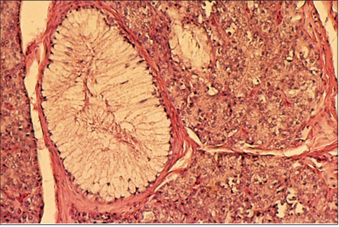 <p>Identify the structure:</p><p>Specie:</p><p>Stain used:</p>