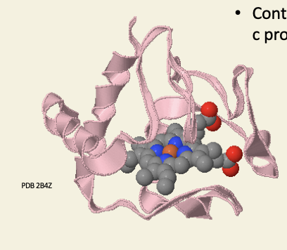 <ul><li><p>contains covalently bound haem-c prosthetic group </p></li></ul><p></p>